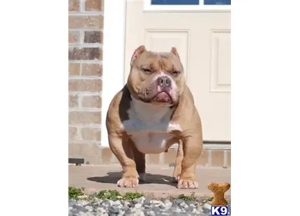 American Bully